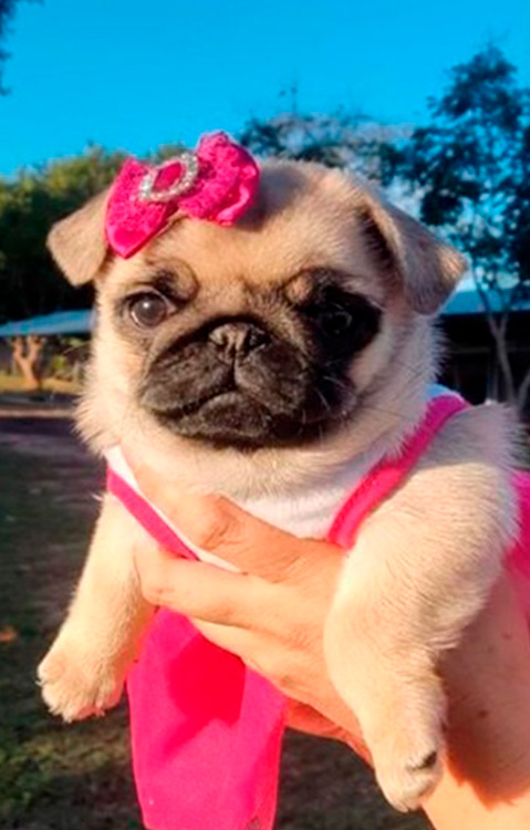 Foto de filhote de cachorro da raça PUG fêmea