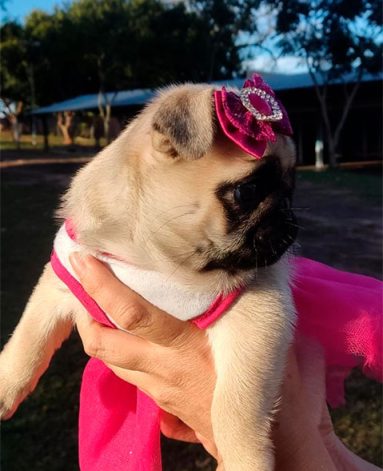 Filhote de PUG Fêmea Canil Pontes de Cristal (2)