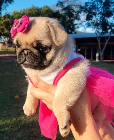 Filhote de PUG Fêmea Canil Pontes de Cristal (3)