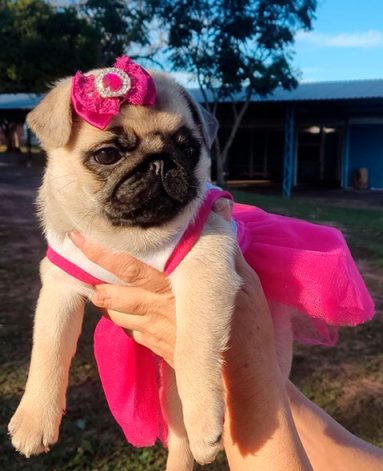 Filhote de PUG Fêmea Canil Pontes de Cristal (4)