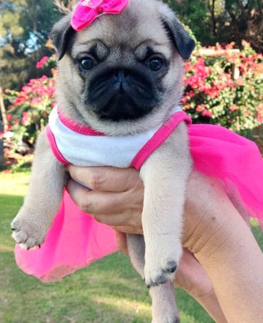 Linda filhote de PUG - Canil Pontes de Cristal (1)