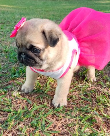 Linda filhote de PUG - Canil Pontes de Cristal (2)