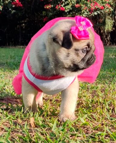 Linda filhote de PUG - Canil Pontes de Cristal (3)