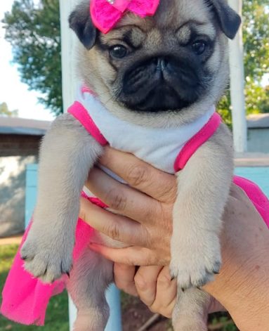 Linda filhote de PUG - Canil Pontes de Cristal (4)