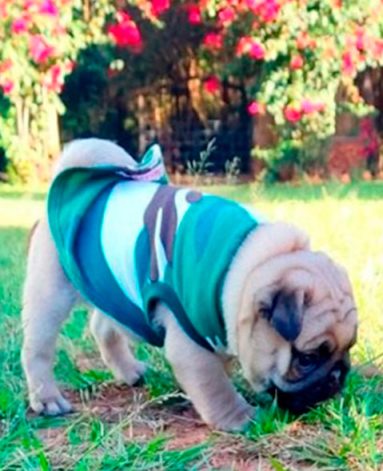 Lindo filhote de PUG Macho Canil Pontes de Cristal (1)