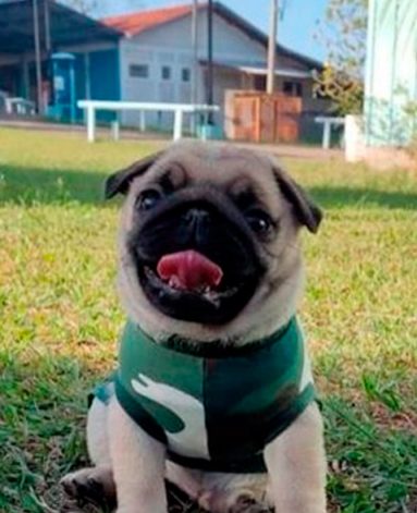 Lindo filhote de PUG Macho Canil Pontes de Cristal (2)