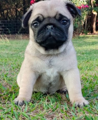 Lindo filhote de PUG Macho Canil Pontes de Cristal (3)